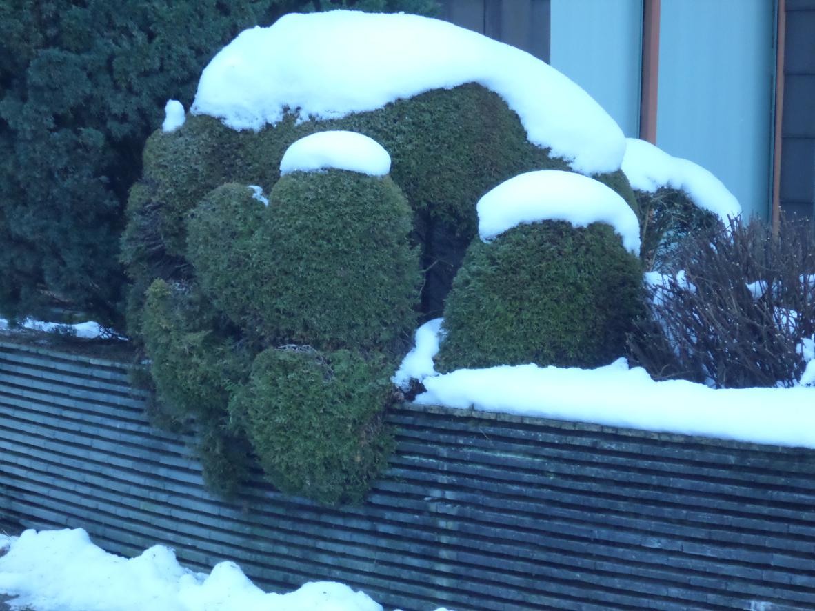 Arbuste sculpture en coeur en hiver