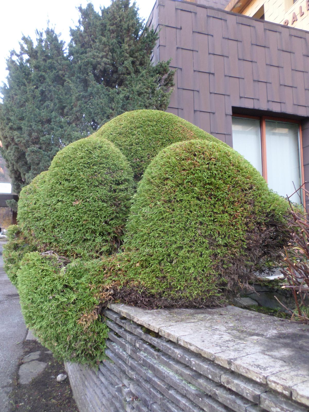 Sculpture végétale en forme de coeur