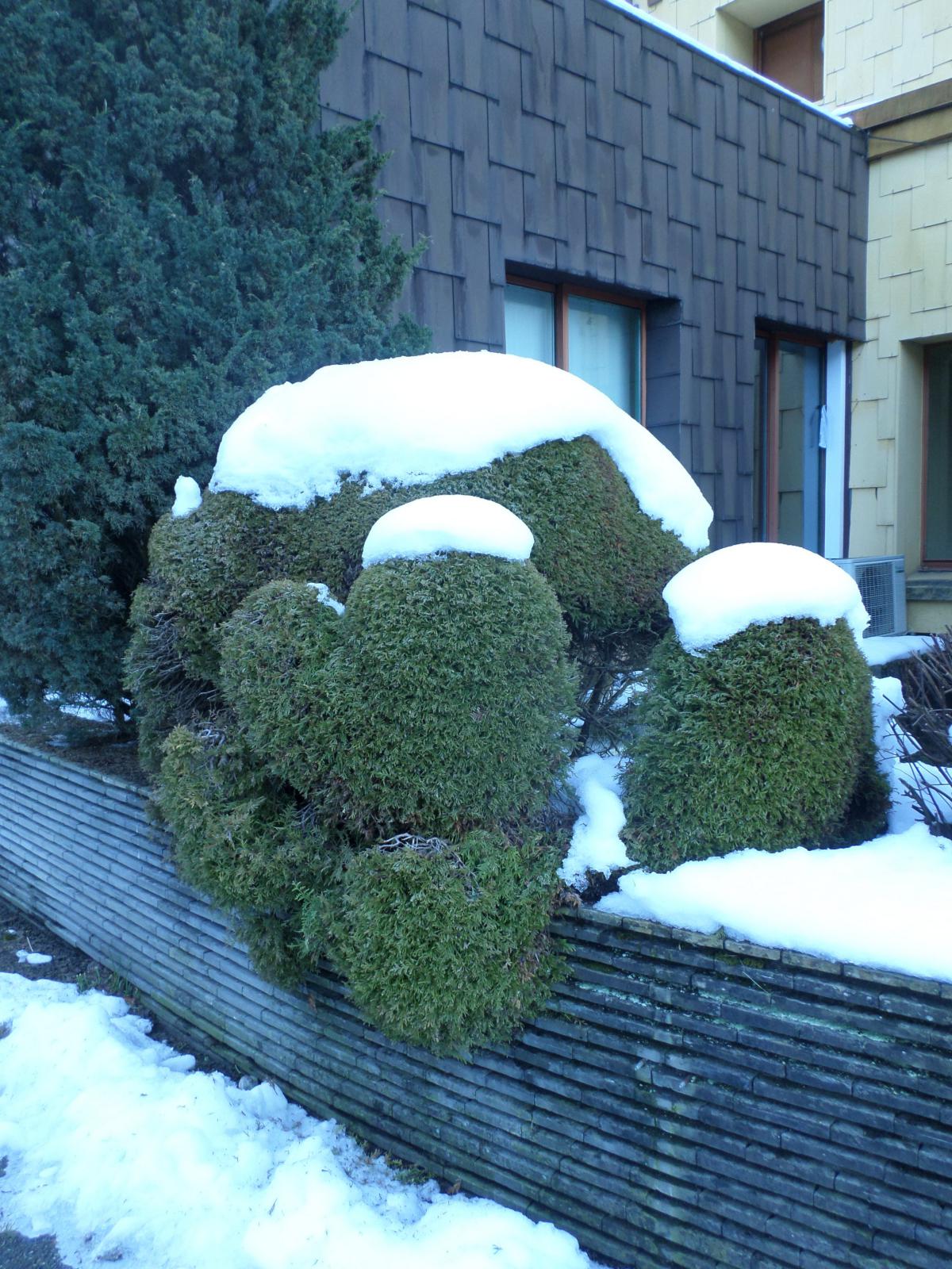 Arbuste taillé en coeur l'hiver.